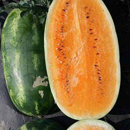 Tendersweet Orange Watermelon Seeds - 10 Rare Seeds for Planting - Delicious Melons, Citrullus lanatus