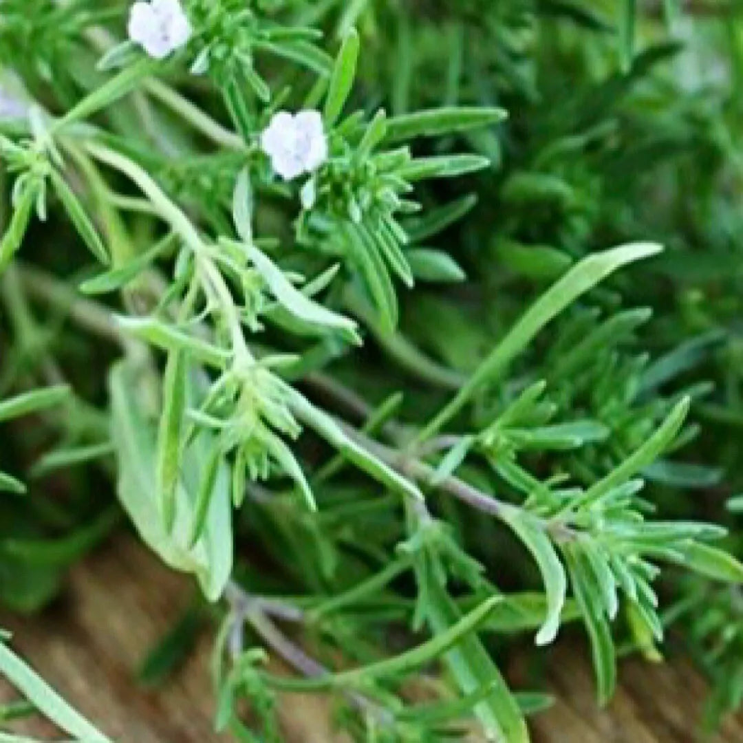 Summer Savory Seeds - 1200+ Count - Culinary & Medicinal Herb - Satureja hortensis
