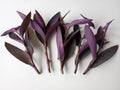Large Purple Heart Tradescantia Pallida Cuttings - 7 Live Perennial Plants for Easy Gardening