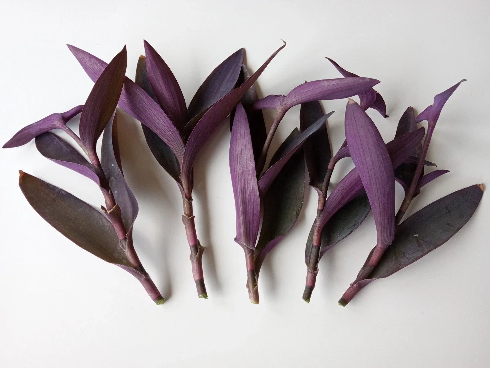 Large Purple Heart Tradescantia Pallida Cuttings - 7 Live Perennial Plants for Easy Gardening