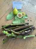 Texas Fig Cuttings - 3 White Cuttings for Planting - Ficus carica