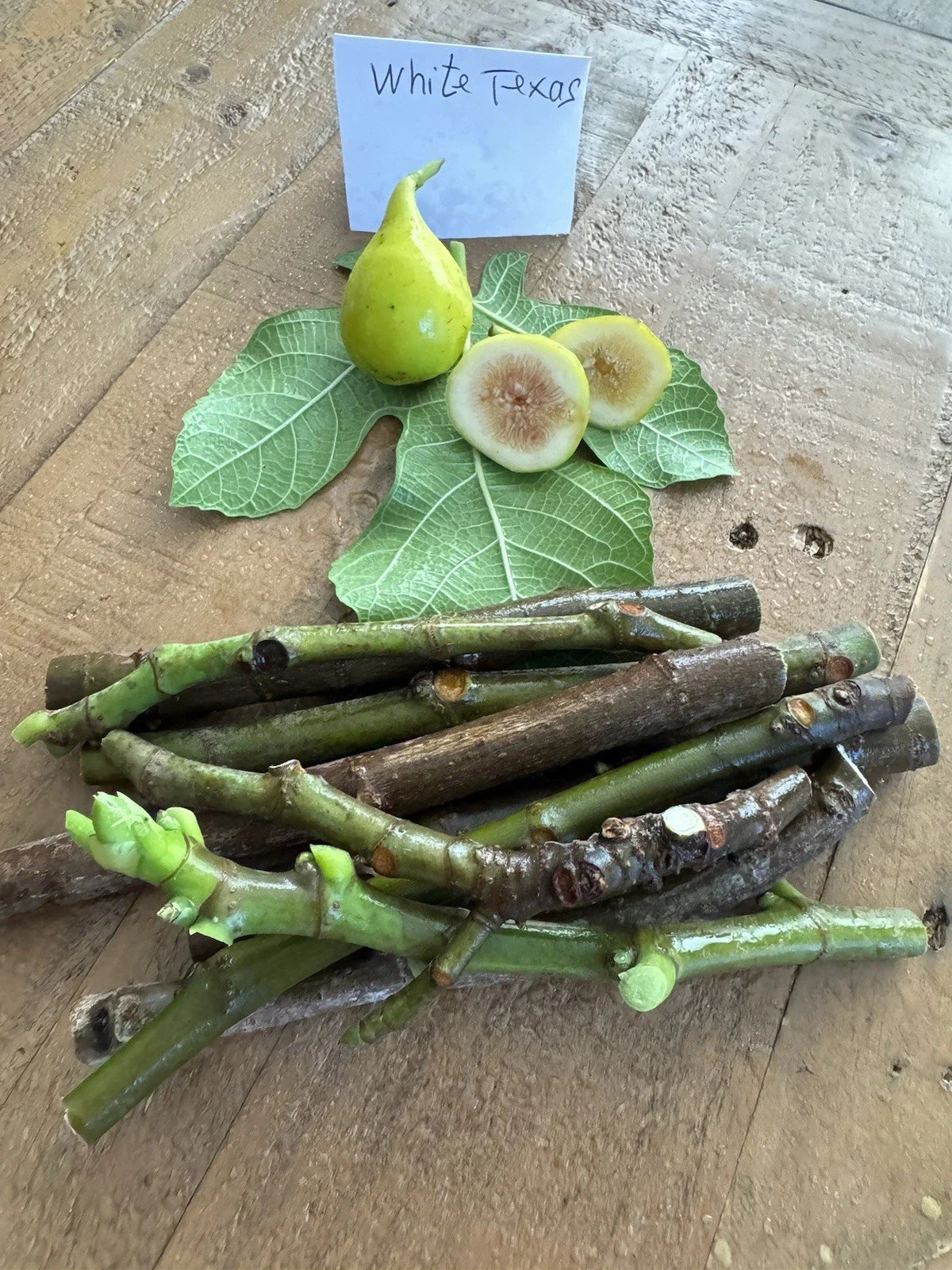 Texas Fig Cuttings - 3 White Cuttings for Planting - Ficus carica