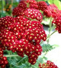 Red Velvet Yarrow Seeds - 100+ Organic Red Ruby Seeds (Achillea millefolium) - Herb Garden Planting