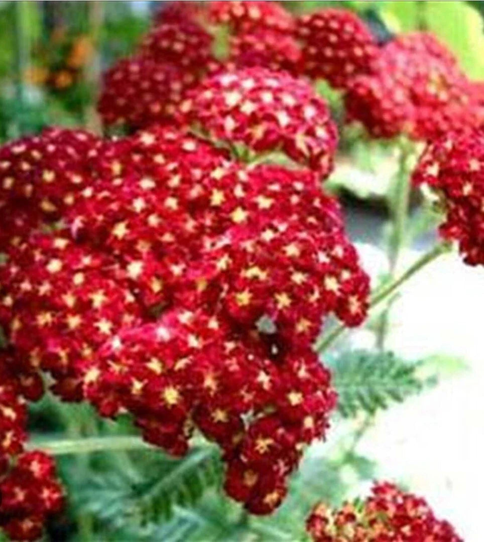 Red Velvet Yarrow Seeds - 100+ Organic Red Ruby Seeds (Achillea millefolium) - Herb Garden Planting