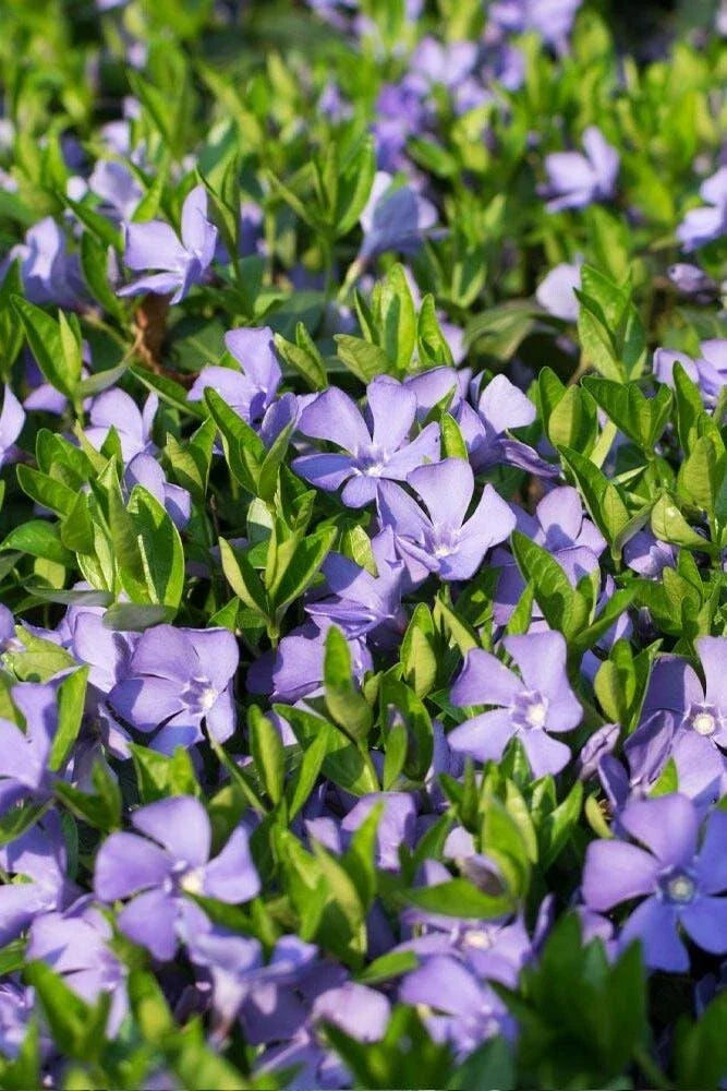 Vinca Vine Plant in 3.5 in Pot | Periwinkle | Vinca minor