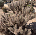 Red Teddy Bear Cholla Cactus Cuttings Segments - Cylindropuntia campii - Drought-Resistant Succulent Plant
