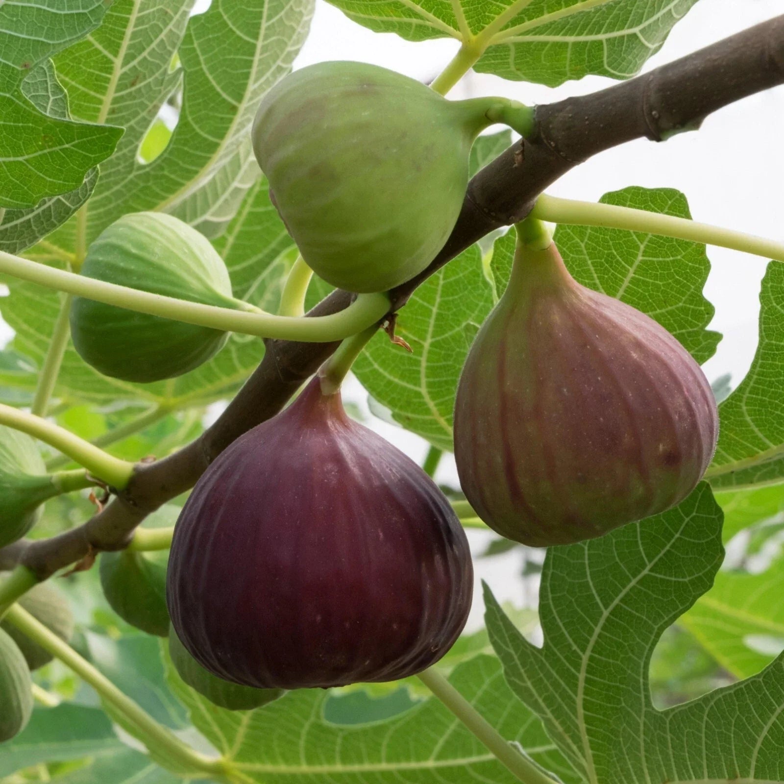 Live Rooted Magnolia Fig Plant - Large, Self-Pollinating, Edible Shrub, Ficus carica, Zones 7-9, Ideal for Potted Growth, Cold Hardy