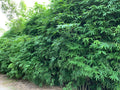 Dwarf Bamboo Seeds - 50 Pack - Clumping Privacy Plant for Garden - Shade Screen - US Seller - Bambusa spp.