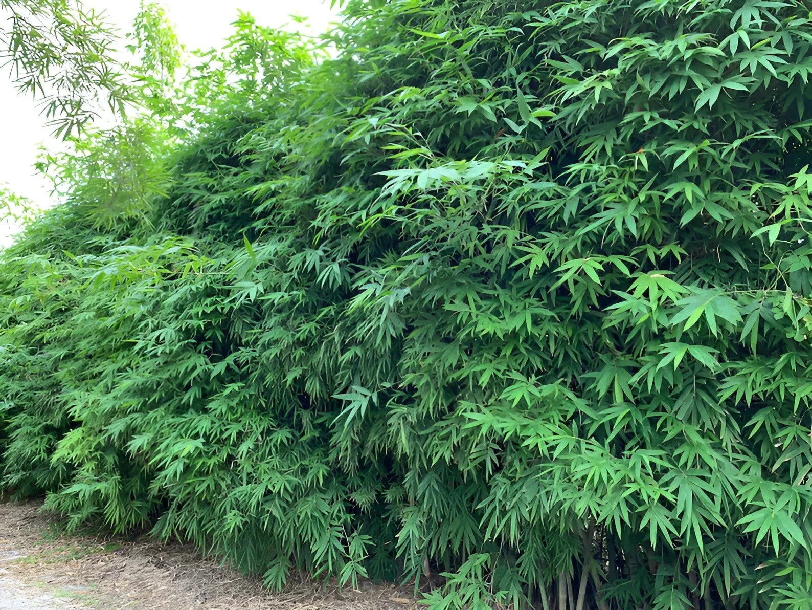 Dwarf Bamboo Seeds - 50 Pack - Clumping Privacy Plant for Garden - Shade Screen - US Seller - Bambusa spp.