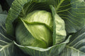Cabbage Seeds - Late Flat Dutch Variety - Fresh Organic Cabbage Seed - Brassica oleracea
