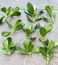 Jade Plant Cuttings 5 Pack | Money Succulent | Lucky Plant | Crassula ovata | Size 3" to 5" Inch
