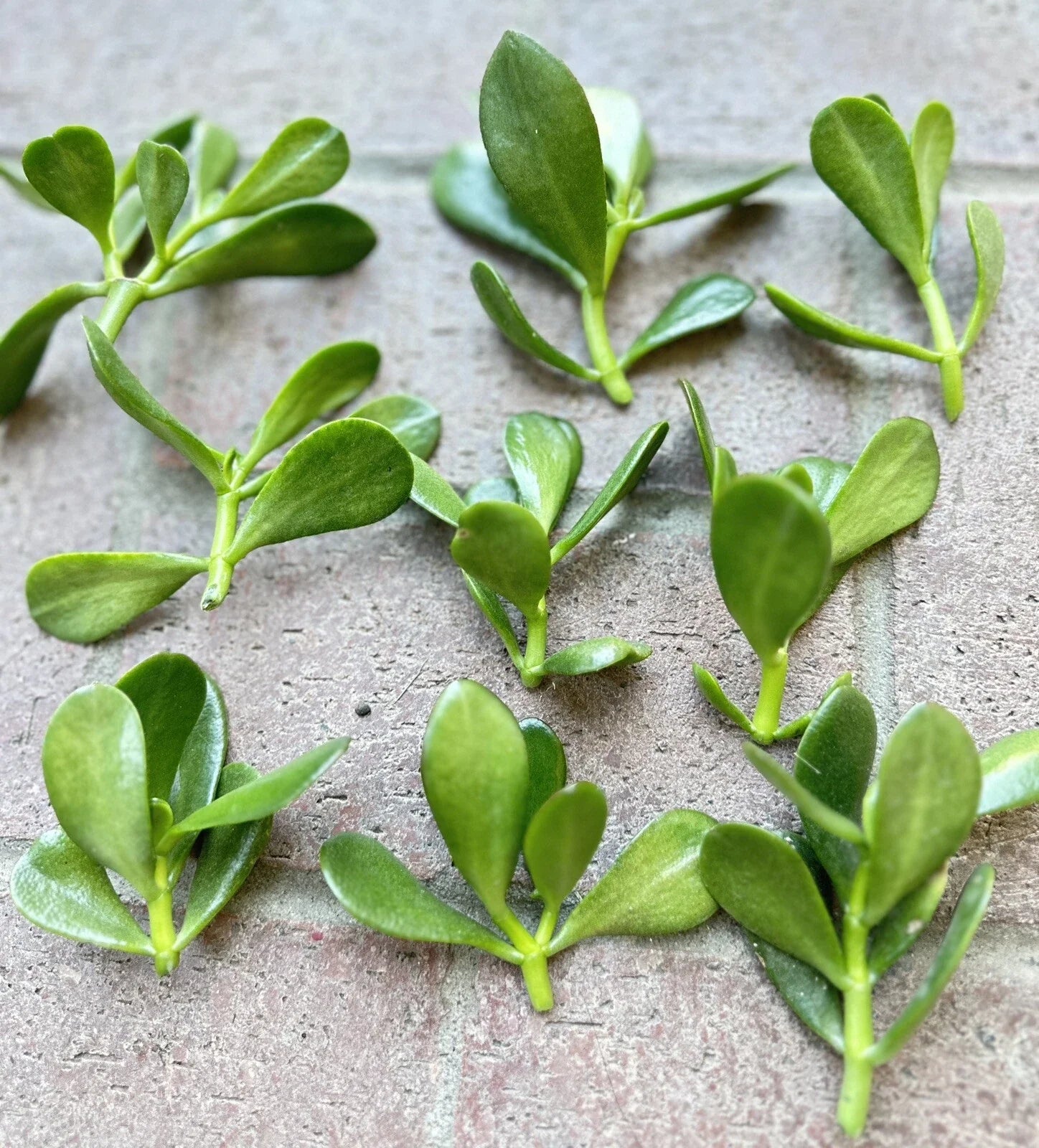 Jade Plant Cuttings 5 Pack | Money Succulent | Lucky Plant | Crassula ovata | Size 3" to 5" Inch