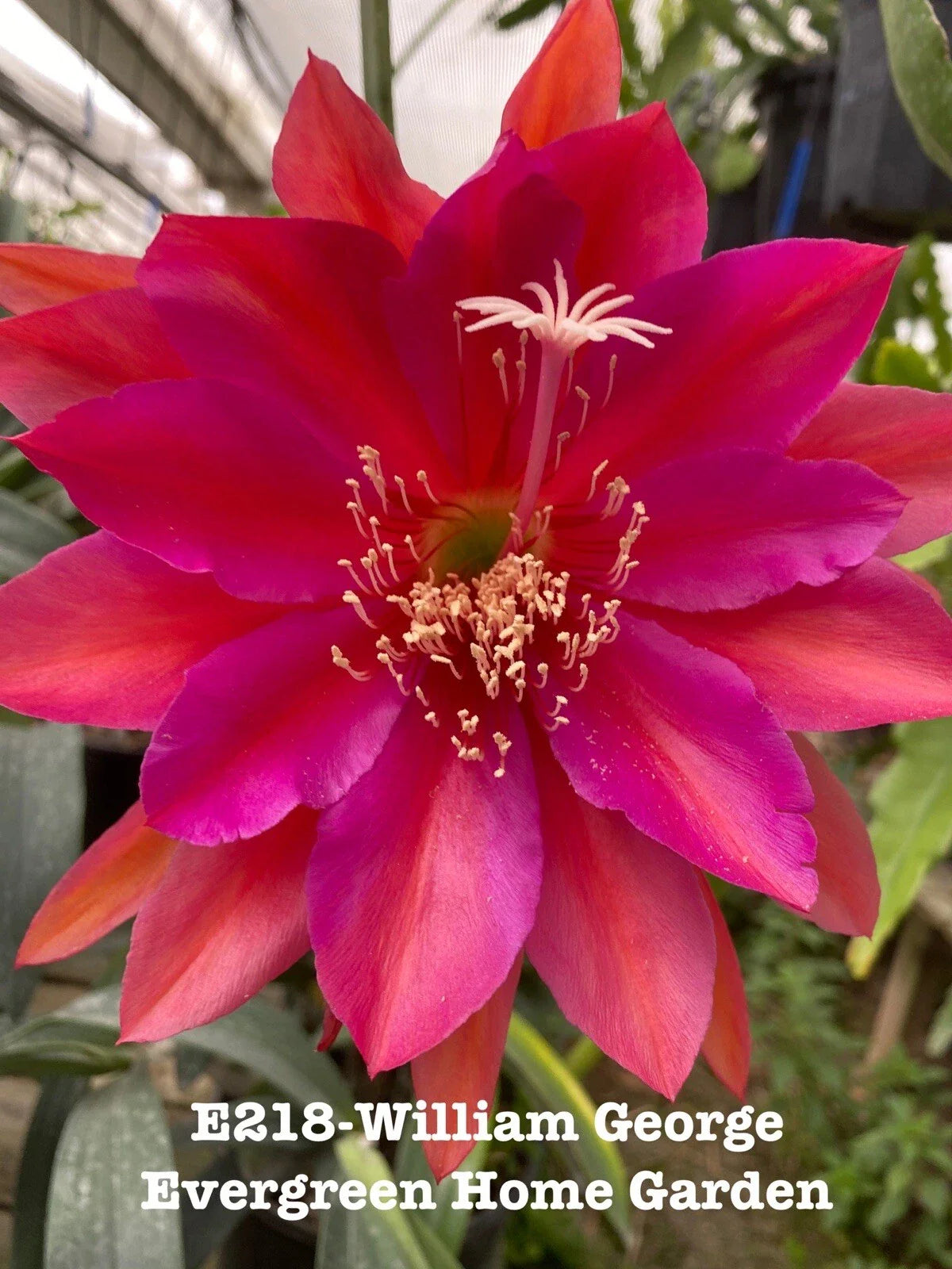 Epiphyllum Orchid Cactus Plant in 4” Pot, “William George” Variety, Rooted Houseplant, Perfect for Indoor Gardening