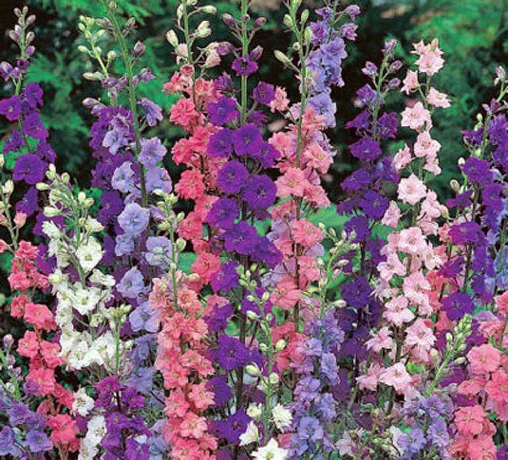 Giant Imperial Delphinium Seeds - 1000+ Seeds for Cut Flower Arrangements - Delphinium elatum
