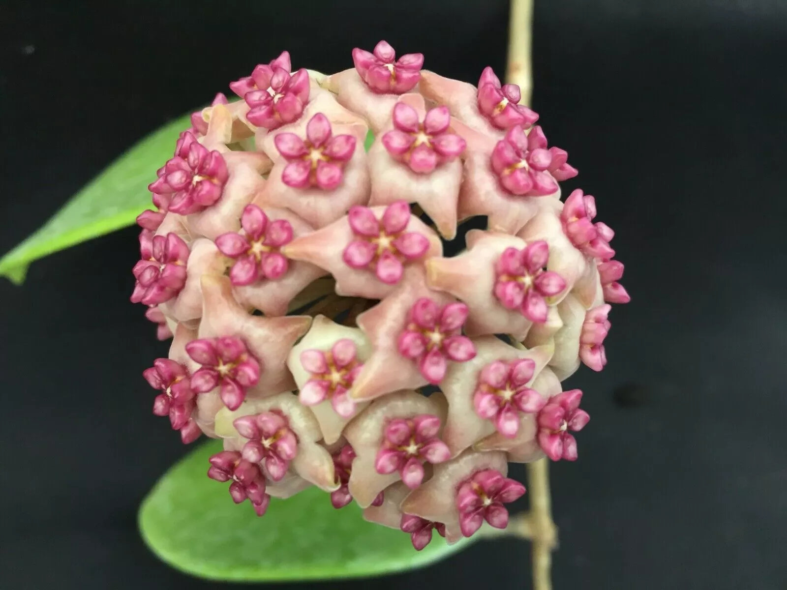 Hoya Hot Lips Hybrid Rooted Plant 3" Pot Hoya Carnosa