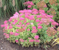 Sedum "Brilliant" Live Perennial Starter Plants, 4 Plugs, Upright Variety, Deep Rose-Pink Flowers, Sedum spp.