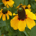 Clasping Coneflower Seeds | Non-GMO | Rudbeckia amplexicaulis | Bulk Pack for Gardening