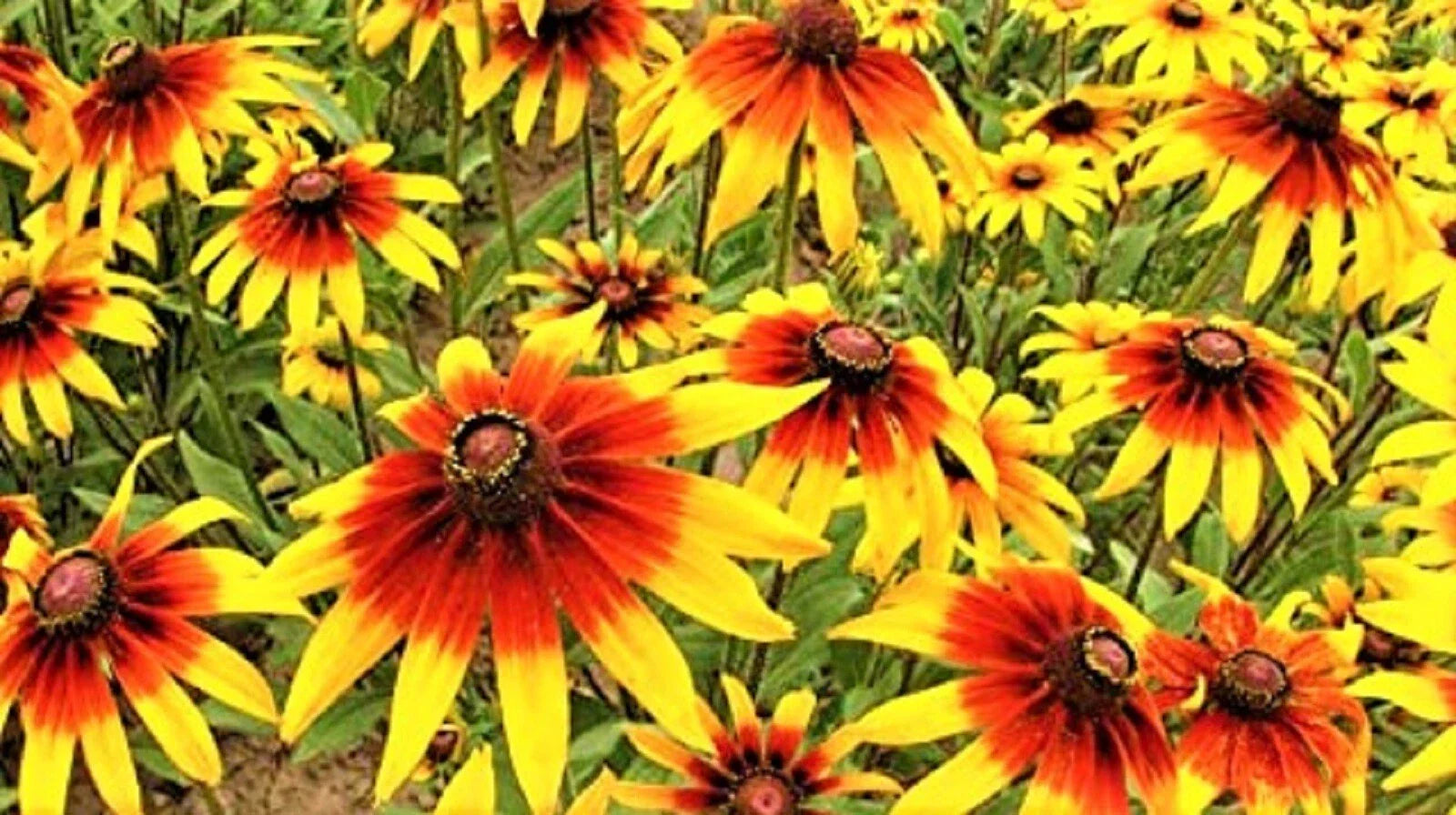 Gloriosa Daisy Seeds - 1000+ Seeds - Rudbeckia hirta - Yellow and Orange Blooms - Buy 4 Get Free Shipping