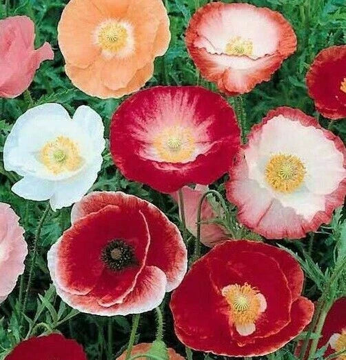 Double Shirley Poppy Flower Seeds 1000+ Mixed Colors Annual Garden Seeds Papaver rhoeas