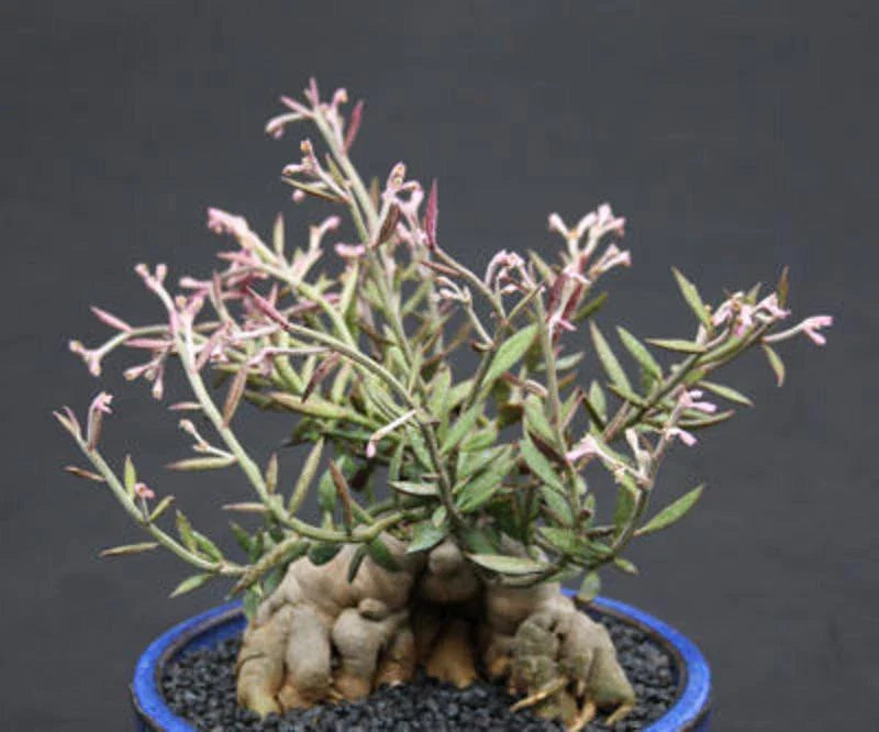 Monadenium Rubellum Caudex Bonsai Cactus Seeds - 10 Seeds, Unique Succulent Variety for Indoor Gardening