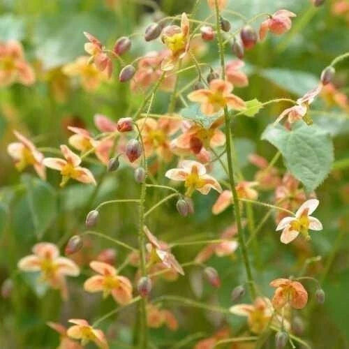Epimedium Warleyense 'Orange Queen' Fairy Wings Plant - Shade Perennial Flowers