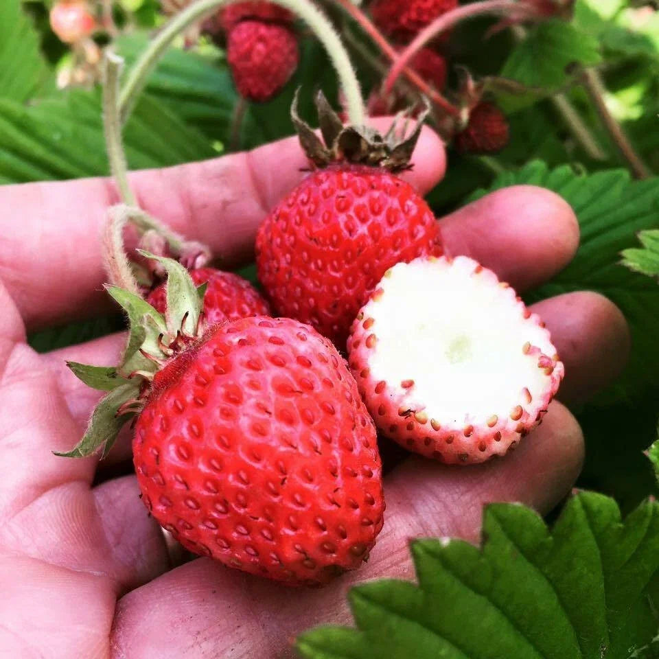 Scarlet June Strawberry Plants - 5 Live Roots - Perfect for Zones 4-9 - Fragaria x ananassa