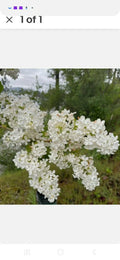 Bare Root Lilac Bushes - 10 Pack, Purple & White Varieties with Planting Instructions - Syringa spp.