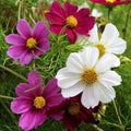 Versailles Tetra Mix Cosmos Seeds - 200+ Pack - Colorful Annual Flowers - Cosmos bipinnatus - USA Shipping Available