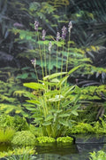 Hardy Water Canna Plant - Thalia Dealbata - Root with Two Shoots - Aquatic Flowering Plant for Ponds and Water Gardens