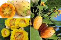 Yellow Prickly Pear Seeds - 20++ Rare Cactus Apple, Indian Fig - Opuntia F. indica