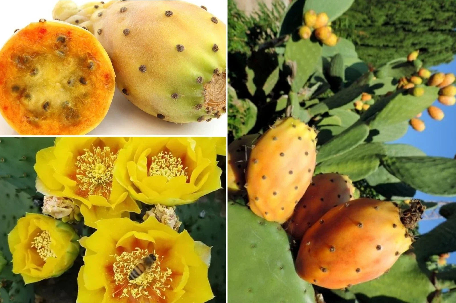 Yellow Prickly Pear Seeds - 20++ Rare Cactus Apple, Indian Fig - Opuntia F. indica