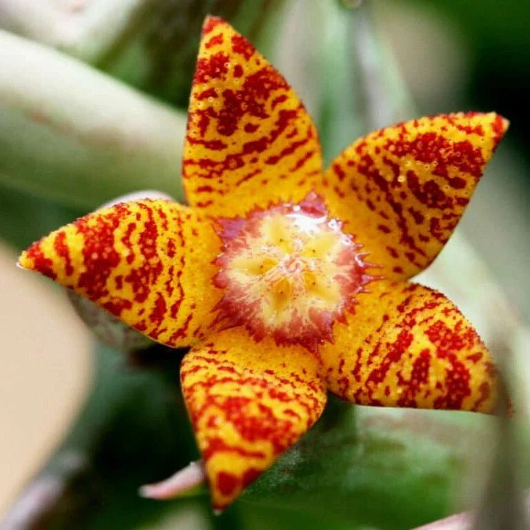 Orbea Schweinfurthii | 3.5" Pot | Orange Carrion Flower | Well Rooted Succulent Plant