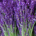 Lavender Seeds 200+ Common English Vera Perennial Herb Seeds - Lavandula angustifolia - Free Shipping
