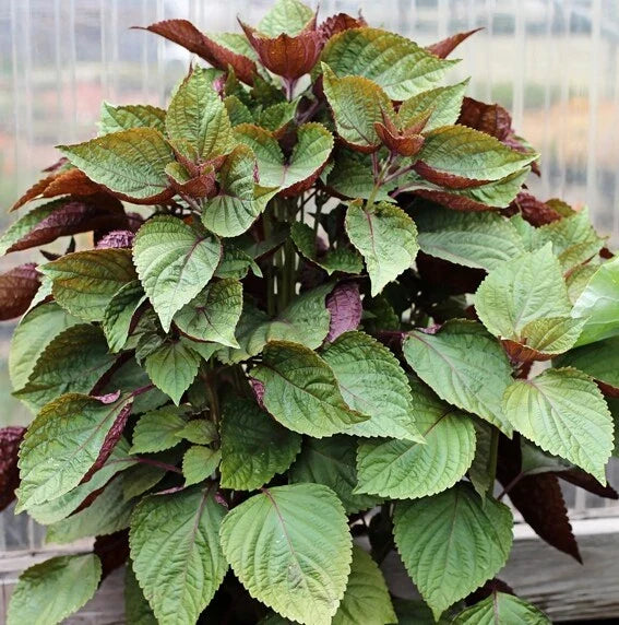 Purple Shiso Seeds - 100+ Count - Purple Perilla Zisu Tia To Tim - Beefsteak/Sesame Leaf - USA