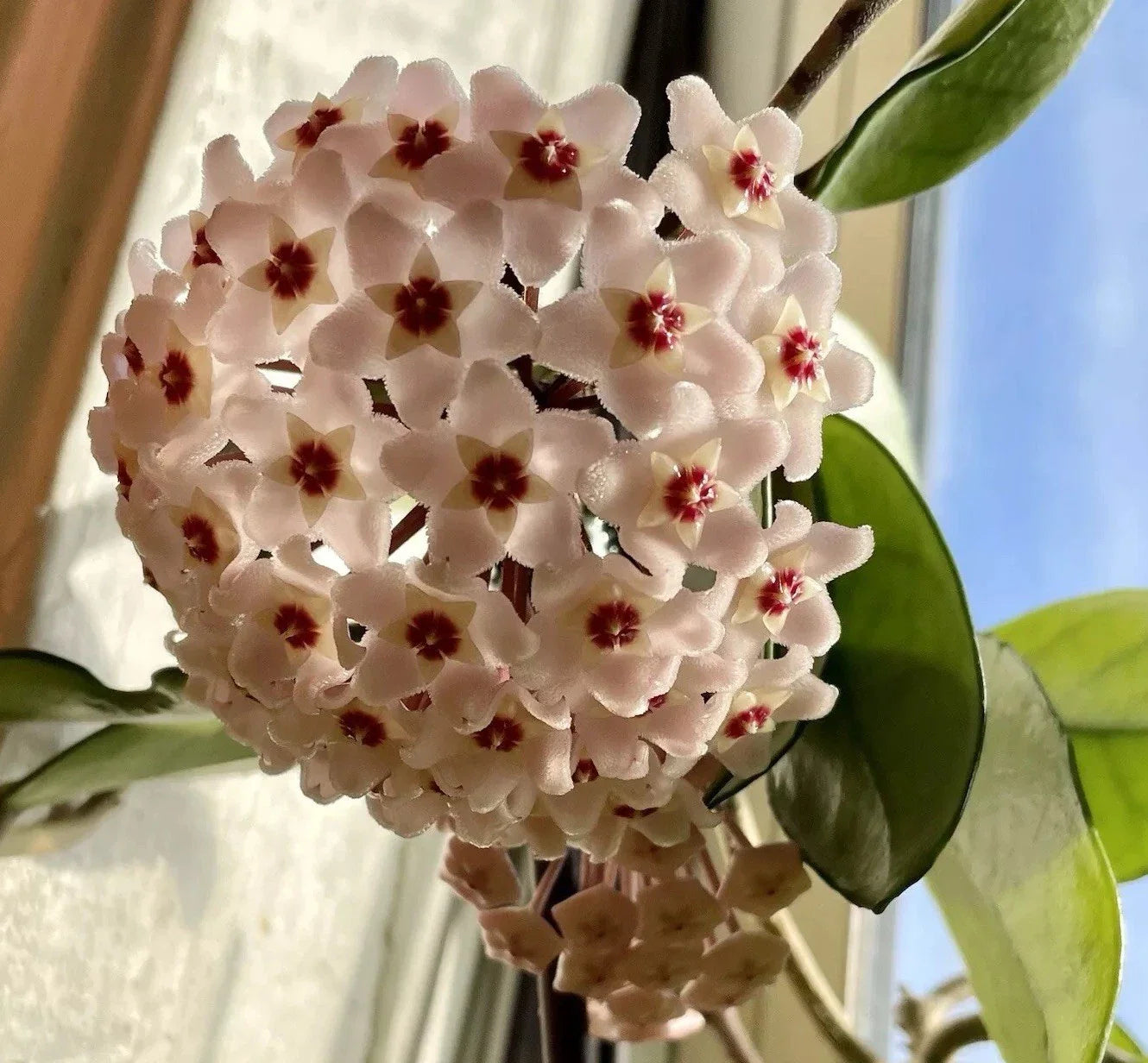 Hoya Live Rooted Plant - 2 Pack, Fragrant Flowers, Wax Plant (Hoya spp.)