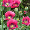 Pepperbox Poppy Seeds - 200+ Seeds for Garden Planting - Papaver somniferum - USA Grown, Free Shipping