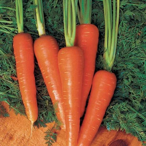 Moonraker Carrot Seeds 1000+ Pack for Garden Planting - Daucus carota - USA Grown, Non-GMO, Easy to Grow
