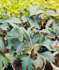 Ginkgo Biloba Tree Seedling 6-8 Inches Unsexed - Maidenhair Tree (Ginkgo biloba) Ready to Plant