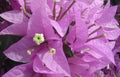 Bougainvillea Starter Plant - Silhouette Variety - Well Rooted - Ships Bare Root - Bougainvillea glabra