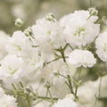 Baby's Breath Seeds 1,000 Count Easy to Grow Annual Flowers Gypsophila elegans