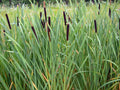 Cattail Seeds - 2000 Seeds - Fresh Harvest - Typha latifolia