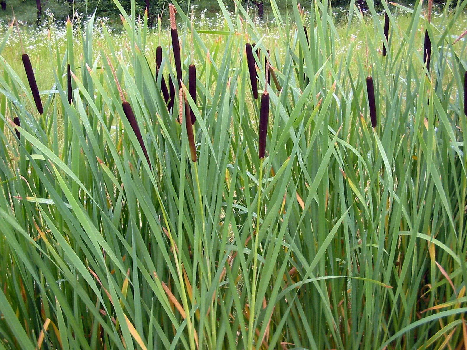 Cattail Seeds - 2000 Seeds - Fresh Harvest - Typha latifolia