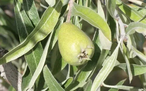 Pendula Pear Seeds - 25+ Pack for Garden Planting - Pyrus communis - USA Grown - Free Shipping