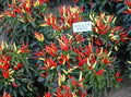 Ornamental Pepper Plant Plug - Chilly Chili Variety - Live Indoor/Outdoor Garden Plant (Capsicum annuum)
