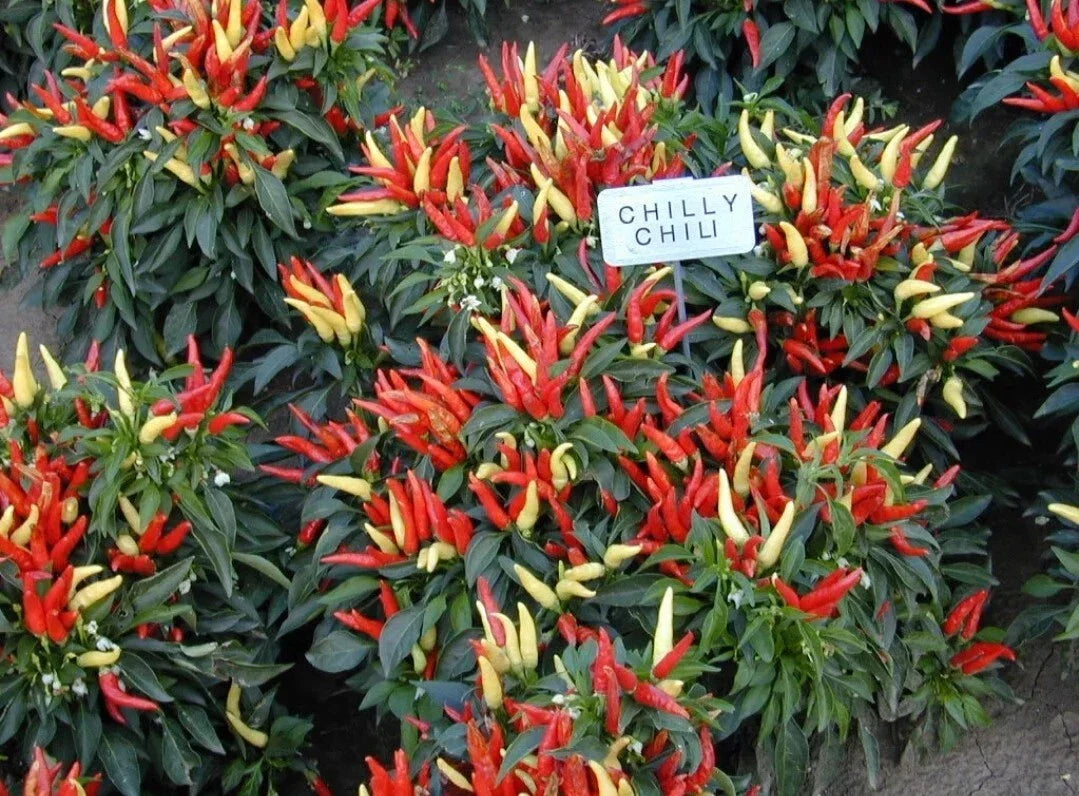 Ornamental Pepper Plant Plug - Chilly Chili Variety - Live Indoor/Outdoor Garden Plant (Capsicum annuum)