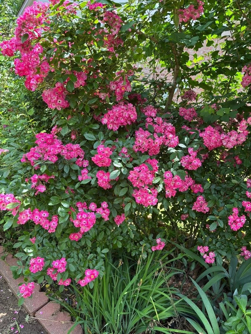 Rosa Ronin Hood Cuttings - 3 Pieces, 6-8" Long, Pink Roses, Propagation Material, Garden Plants