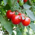 Large Heirloom Red Cherry Tomato Seeds, Non-GMO, Salad Variety, Free Shipping