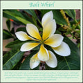 Rooted Plumeria Plant Cutting - Bali Whirl 10-Petal - Fragrant Flowering Plant - Plumeria spp.