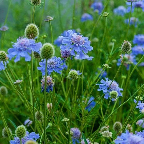 Scabiosa Seeds, 100 Count, Blue Pincushion, Scabiosa columbaria, Fresh for 2025, Same Day Shipping