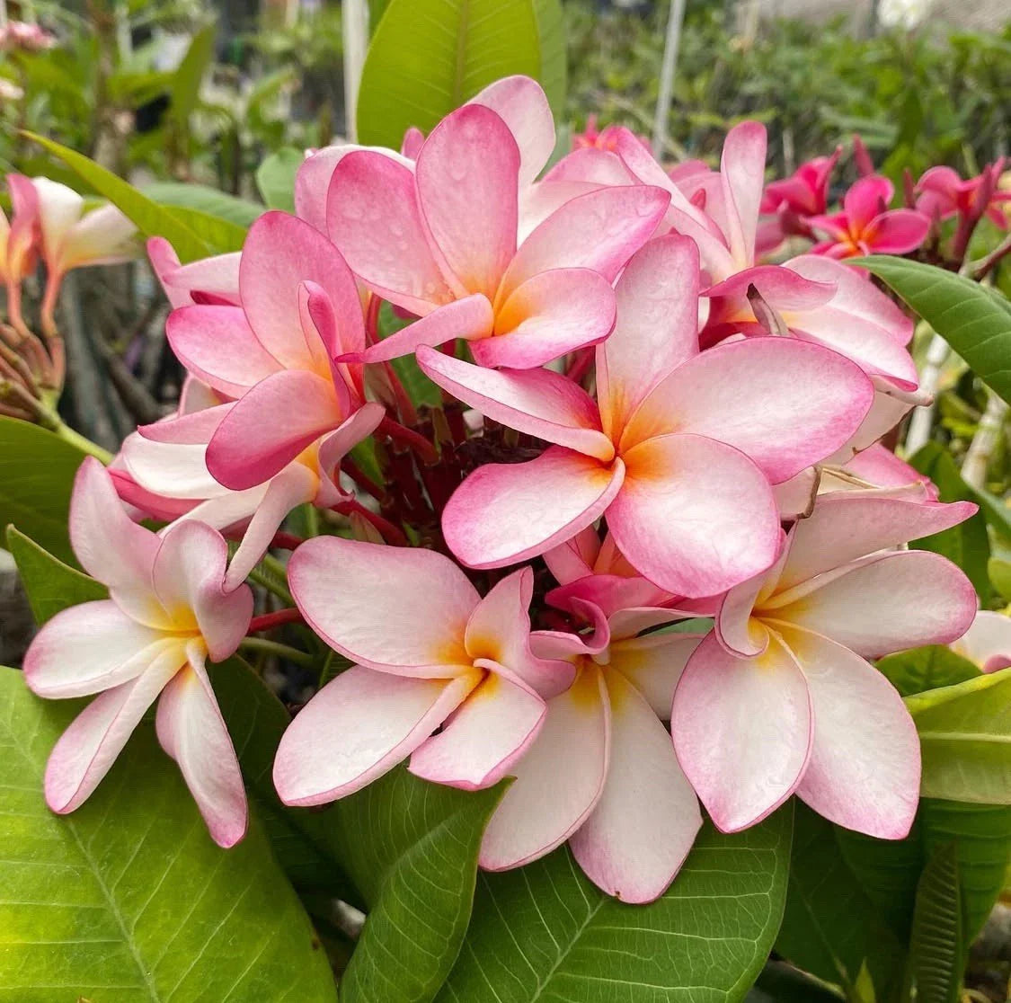 Rooted Plumeria Plant Cutting - Maui Breeze - 13" with 3 Tips - Plumeria obtusa